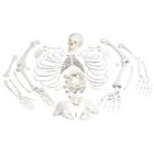 Disarticulated Human Skeleton Model, Complete with 3-part Skull